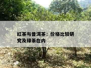 红茶与普洱茶：价格比较研究及绿茶在内