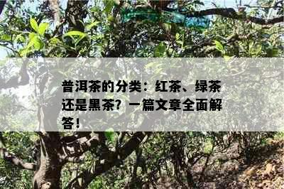 普洱茶的分类：红茶、绿茶还是黑茶？一篇文章全面解答！