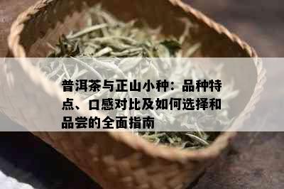 普洱茶与正山小种：品种特点、口感对比及如何选择和品尝的全面指南