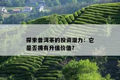 探索普洱茶的投资潜力：它是否拥有升值价值？