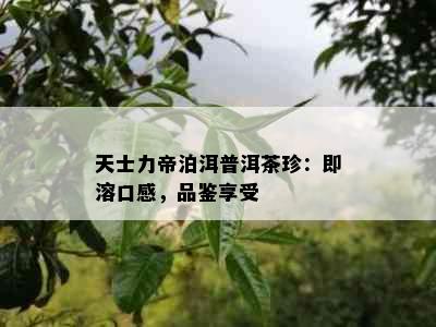 天士力帝泊洱普洱茶珍：即溶口感，品鉴享受