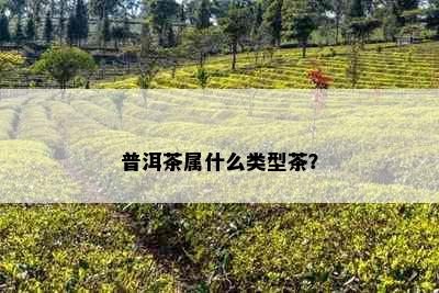 普洱茶属什么类型茶？