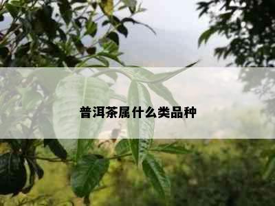 普洱茶属什么类品种