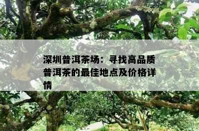 深圳普洱茶场：寻找高品质普洱茶的更佳地点及价格详情