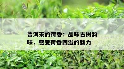 普洱茶的荷香：品味古树韵味，感受荷香四溢的魅力