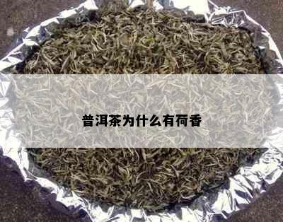 普洱茶为什么有荷香