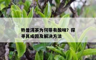 熟普洱茶为何带有酸味？探寻其成因及解决方法