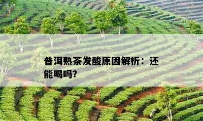 普洱熟茶发酸原因解析：还能喝吗？