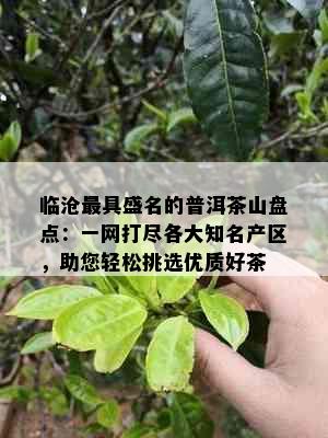 临沧更具盛名的普洱茶山盘点：一网打尽各大知名产区，助您轻松挑选优质好茶