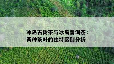 冰岛古树茶与冰岛普洱茶：两种茶叶的独特区别分析