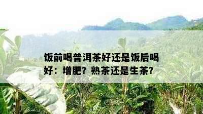 饭前喝普洱茶好还是饭后喝好：增肥？熟茶还是生茶？