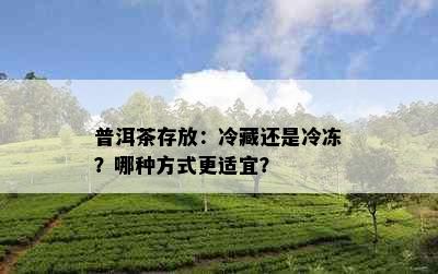 普洱茶存放：冷藏还是冷冻？哪种方式更适宜？