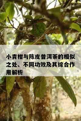 小青柑与陈皮普洱茶的相似之处、不同功效及其综合作用解析