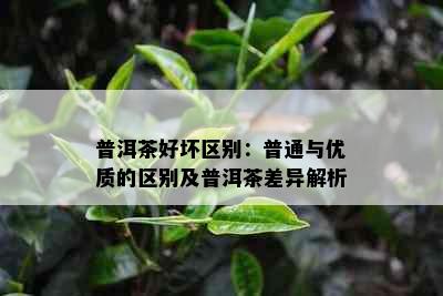 普洱茶好坏区别：普通与优质的区别及普洱茶差异解析