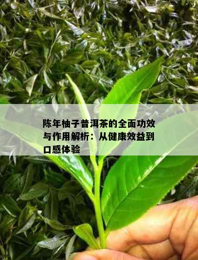 陈年柚子普洱茶的全面功效与作用解析：从健康效益到口感体验