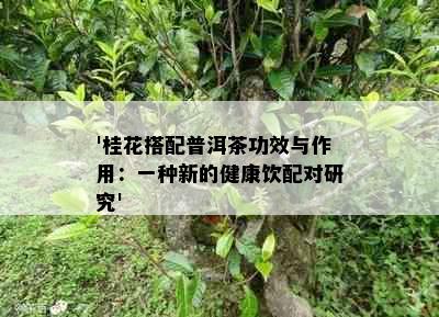 '桂花搭配普洱茶功效与作用：一种新的健康饮配对研究'