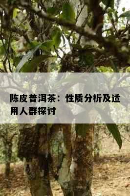 陈皮普洱茶：性质分析及适用人群探讨