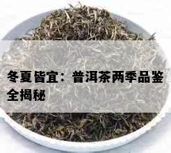 冬夏皆宜：普洱茶两季品鉴全揭秘