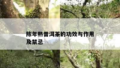 陈年熟普洱茶的功效与作用及禁忌