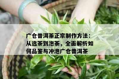 广仓普洱茶正宗制作方法：从选茶到泡茶，全面解析如何品鉴与冲泡广仓普洱茶