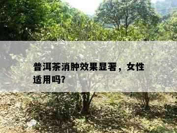 普洱茶消肿效果显著，女性适用吗？