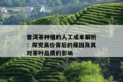 普洱茶种植的人工成本解析：探究高价背后的原因及其对茶叶品质的影响