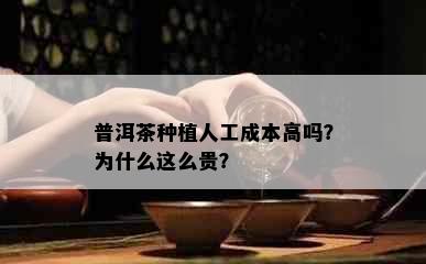 普洱茶种植人工成本高吗？为什么这么贵？