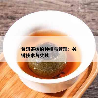 普洱茶树的种植与管理：关键技术与实践