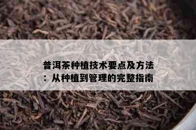 普洱茶种植技术要点及方法：从种植到管理的完整指南