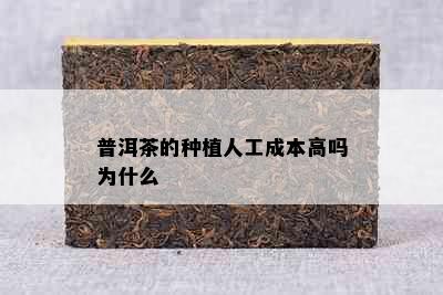 普洱茶的种植人工成本高吗为什么