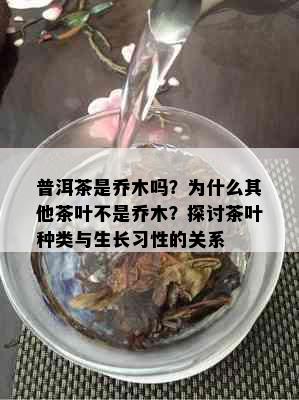 普洱茶是乔木吗？为什么其他茶叶不是乔木？探讨茶叶种类与生长习性的关系