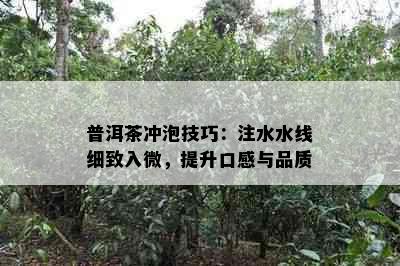 普洱茶冲泡技巧：注水水线细致入微，提升口感与品质