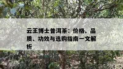 云王博士普洱茶：价格、品质、功效与选购指南一文解析