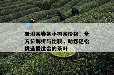 普洱茶春茶小树茶价格：全方位解析与比较，助您轻松挑选最适合的茶叶