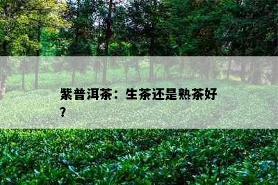 紫普洱茶：生茶还是熟茶好？