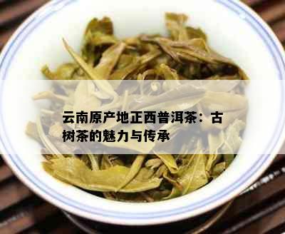 云南原产地正西普洱茶：古树茶的魅力与传承