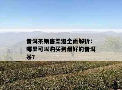 普洱茶销售渠道全面解析：哪里可以购买到更好的普洱茶？