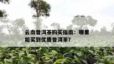 云南普洱茶购买指南：哪里能买到优质普洱茶？