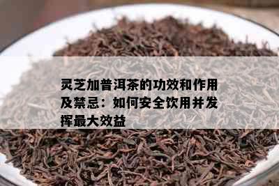 灵芝加普洱茶的功效和作用及禁忌：如何安全饮用并发挥更大效益