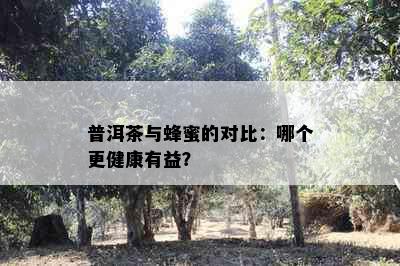 普洱茶与蜂蜜的对比：哪个更健康有益？