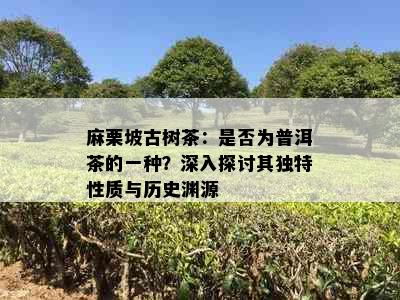 麻栗坡古树茶：是否为普洱茶的一种？深入探讨其独特性质与历史渊源