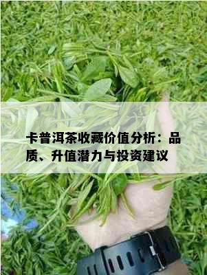 卡普洱茶收藏价值分析：品质、升值潜力与投资建议