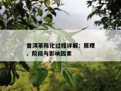 普洱茶陈化过程详解：原理、阶段与影响因素