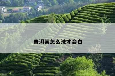 普洱茶怎么洗才会白