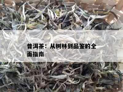 普洱茶：从树林到品鉴的全面指南