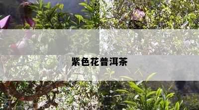 紫色花普洱茶