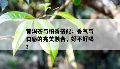 普洱茶与柏香搭配：香气与口感的完美融合，好不好喝？