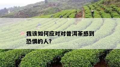 我该如何应对对普洱茶感到恐惧的人？