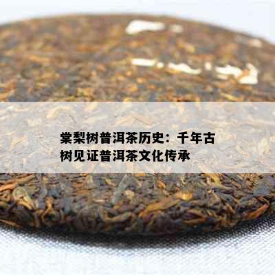 棠梨树普洱茶历史：千年古树见证普洱茶文化传承