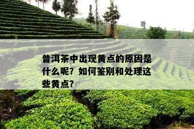 普洱茶中出现黄点的原因是什么呢？如何鉴别和处理这些黄点？